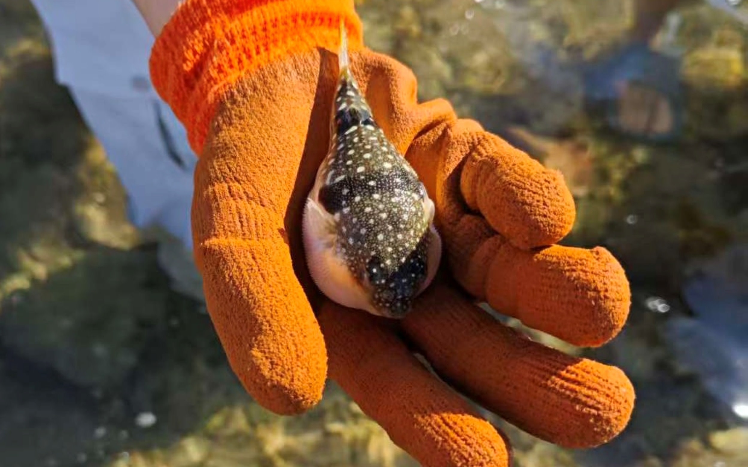 Lingshui beachcombing experience (coach explains marine knowledge)