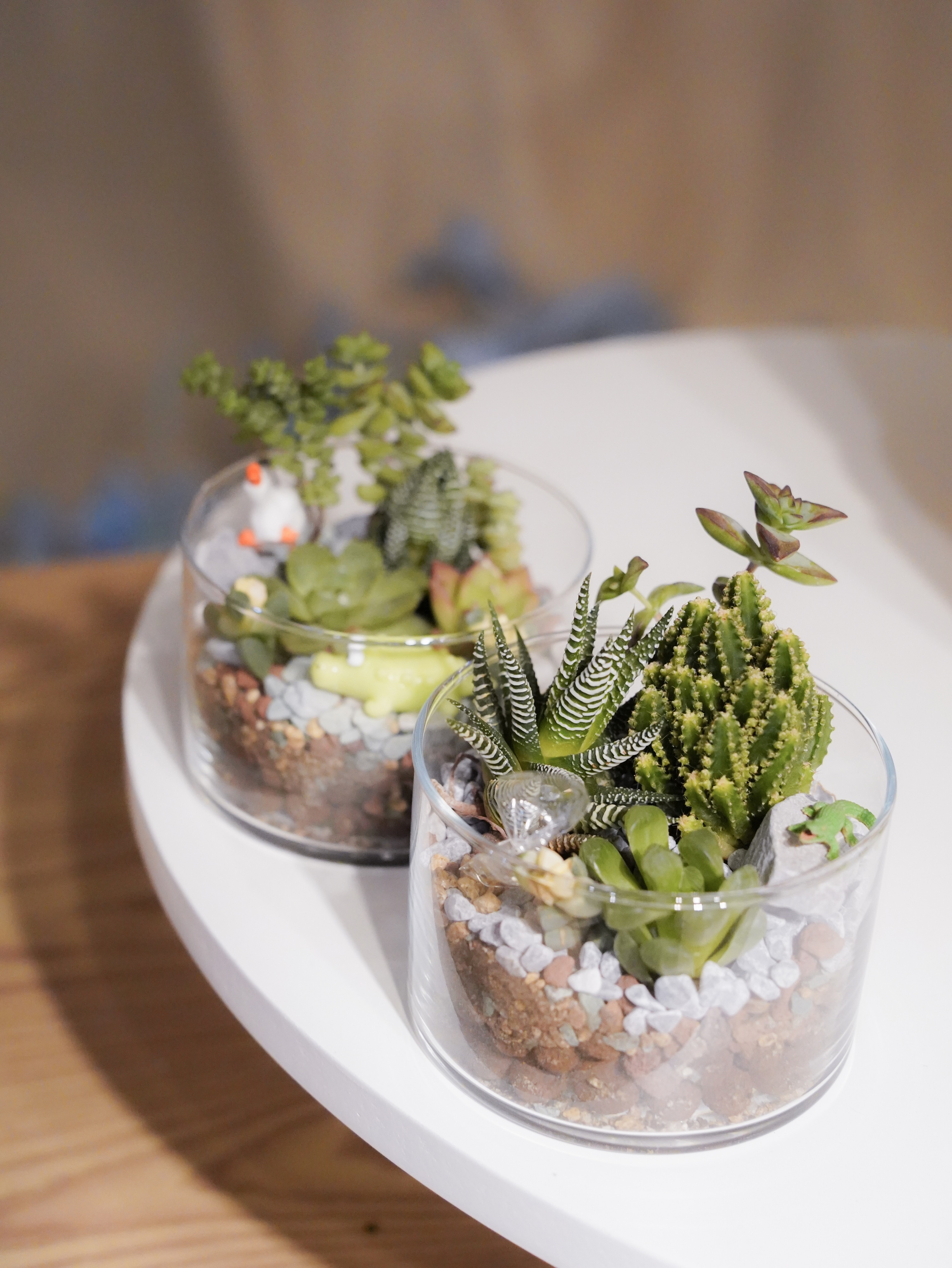 Myosotis Flower - Succulent Terrarium Workshop