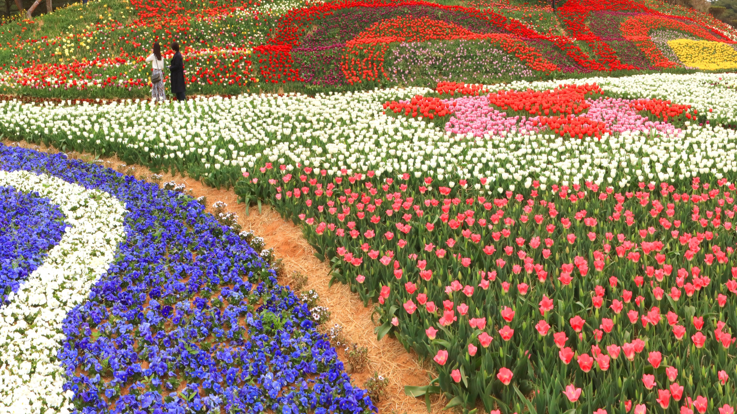 Taean Tulip Festival and Sudeoksa Temple from Seoul