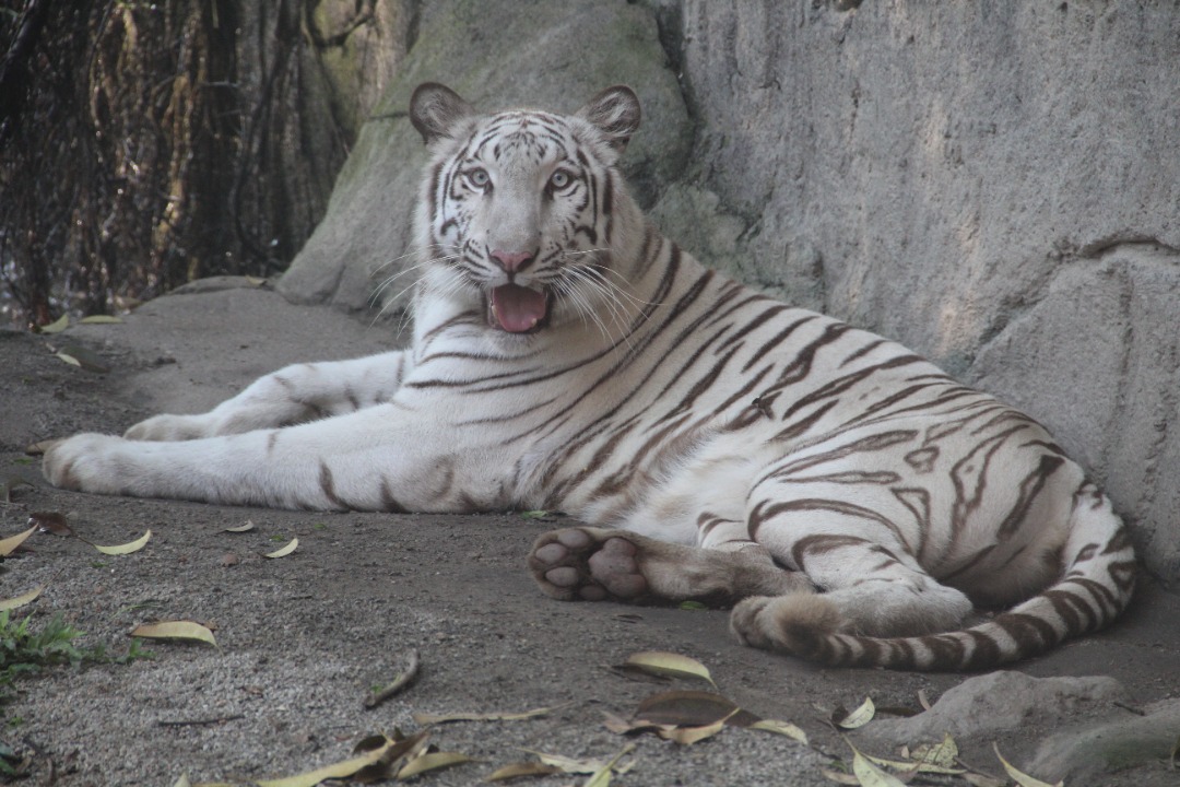馬來西亞馬六甲動物園門票
