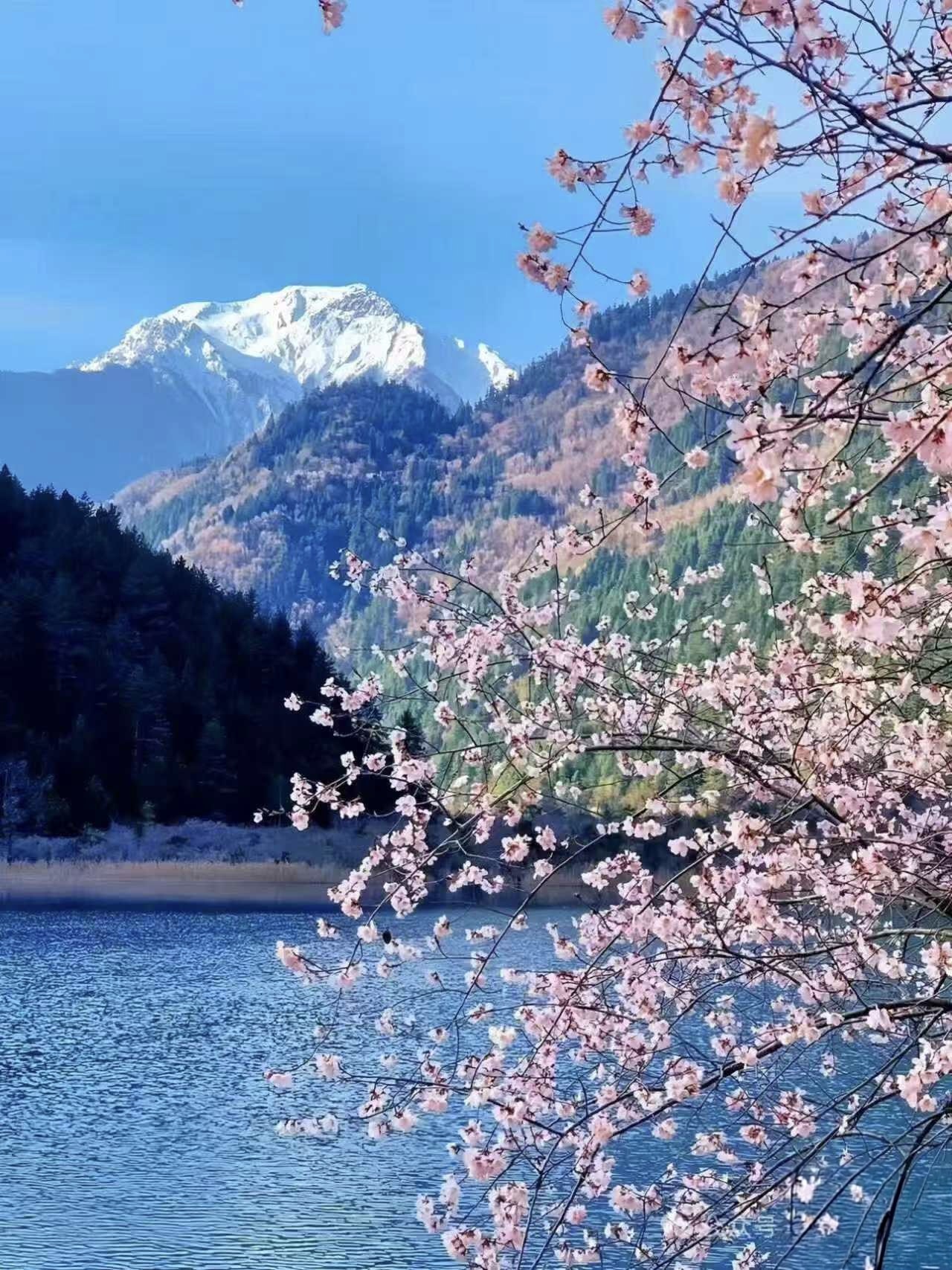 雪山之下繁花滿枝，粉豔的花簇與湛藍天空相映。澄澈湖水倒映著花影與山巒，既有春日的溫柔，又透著山水的壯闊