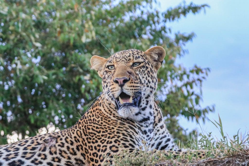 "Savannah Phantom: The Elusive Leopard in the Wild"