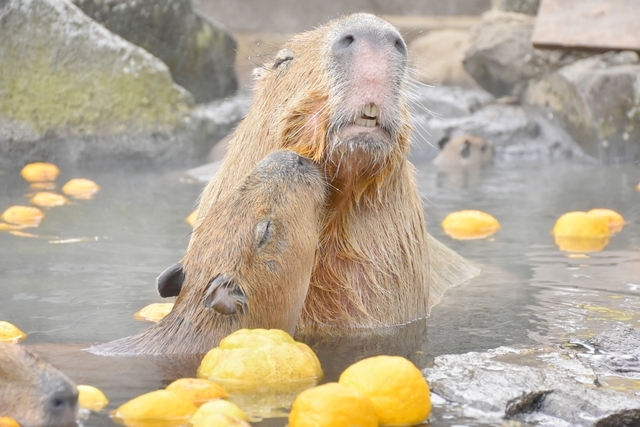 伊豆仙人掌動物園門票