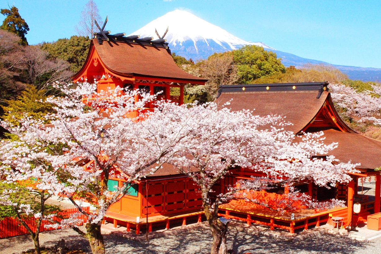 樱花季限定｜富士山本宫浅间大社＆龙岩渊＆岩本山公园一日游｜东京出发
