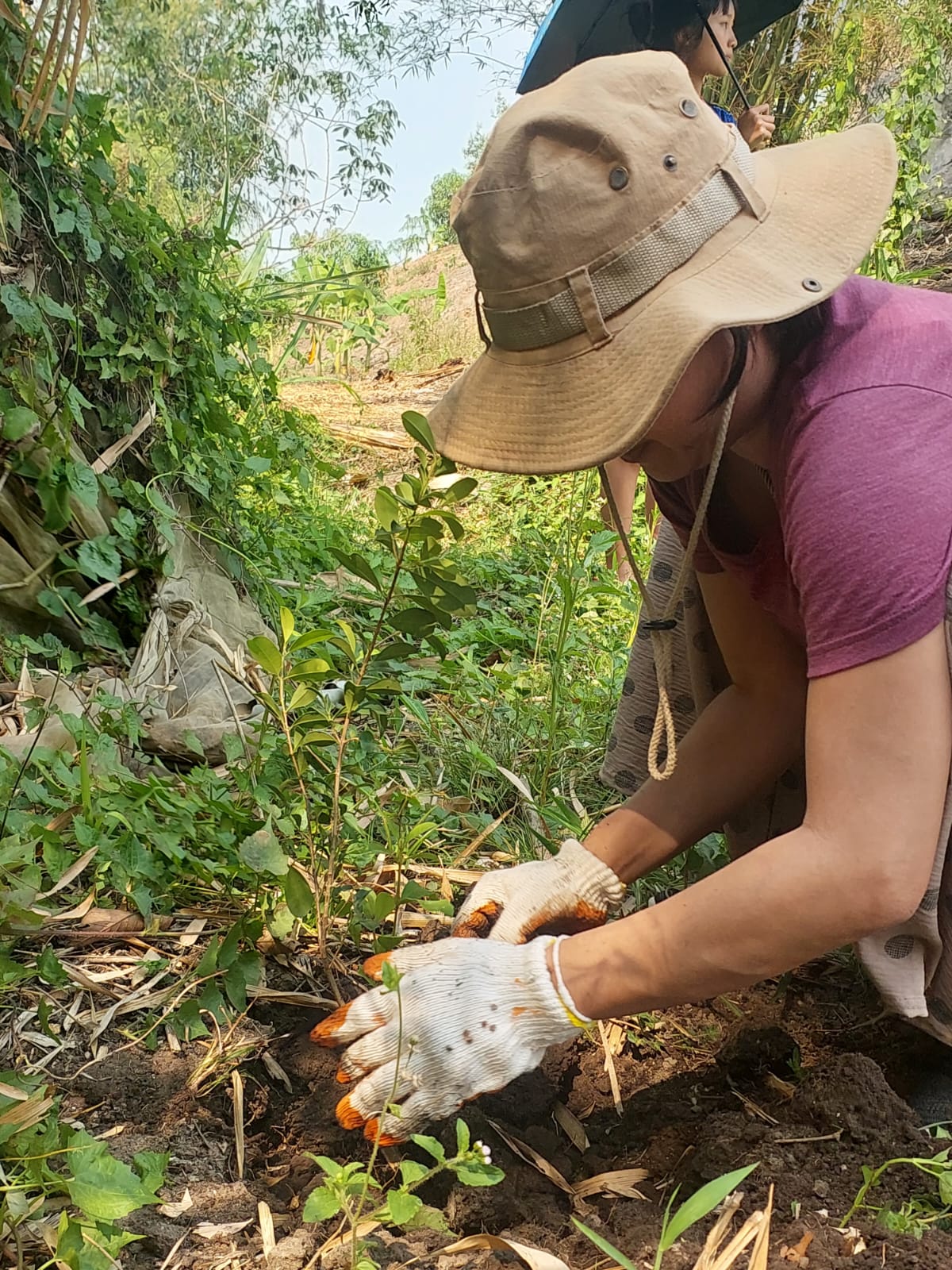 Doi Inthanon Reforestation and Trekking Tour