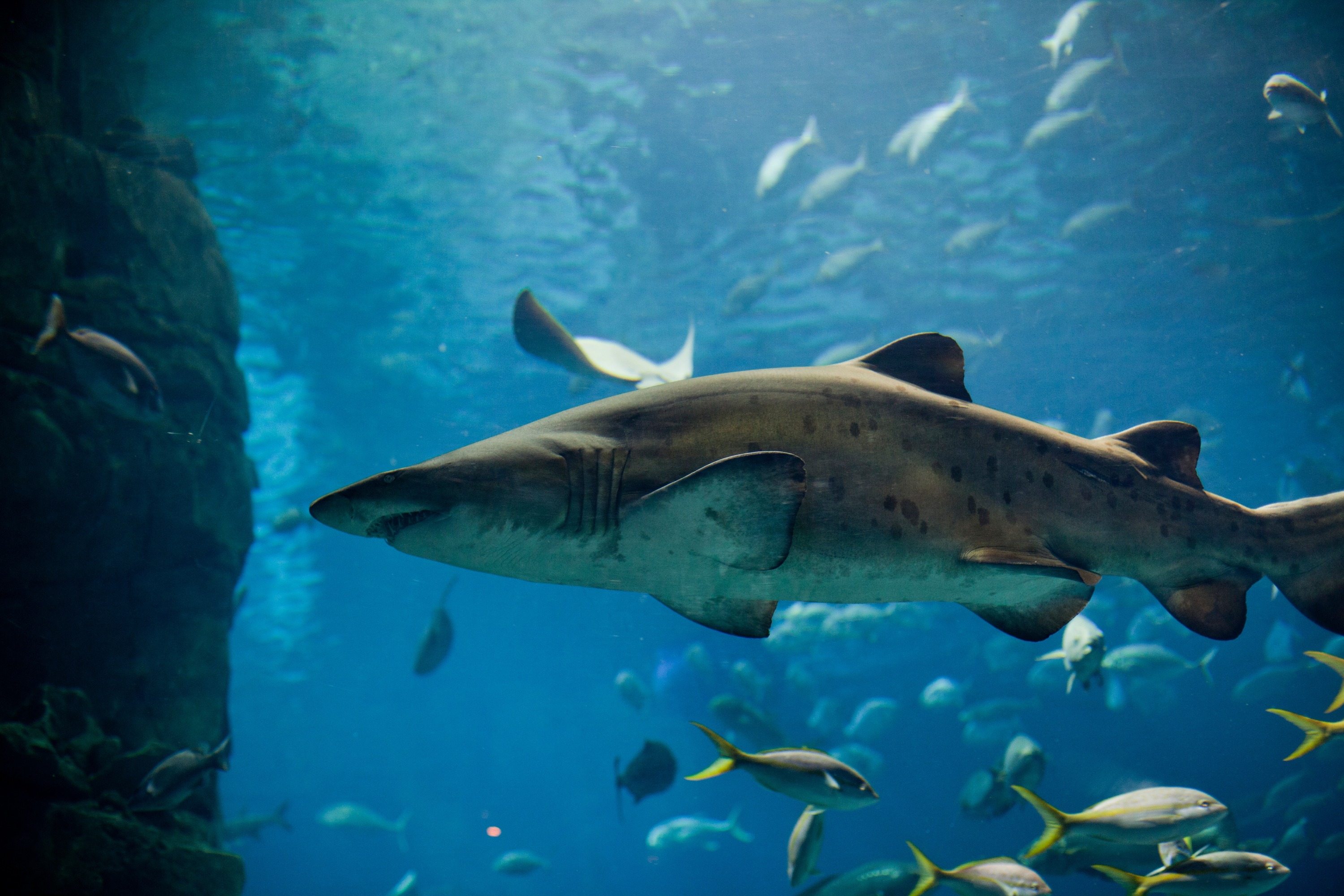 伊斯坦布爾水族館（可選酒店接送）