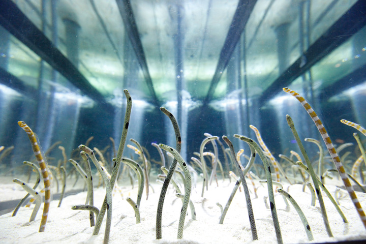 東京墨田水族館門票