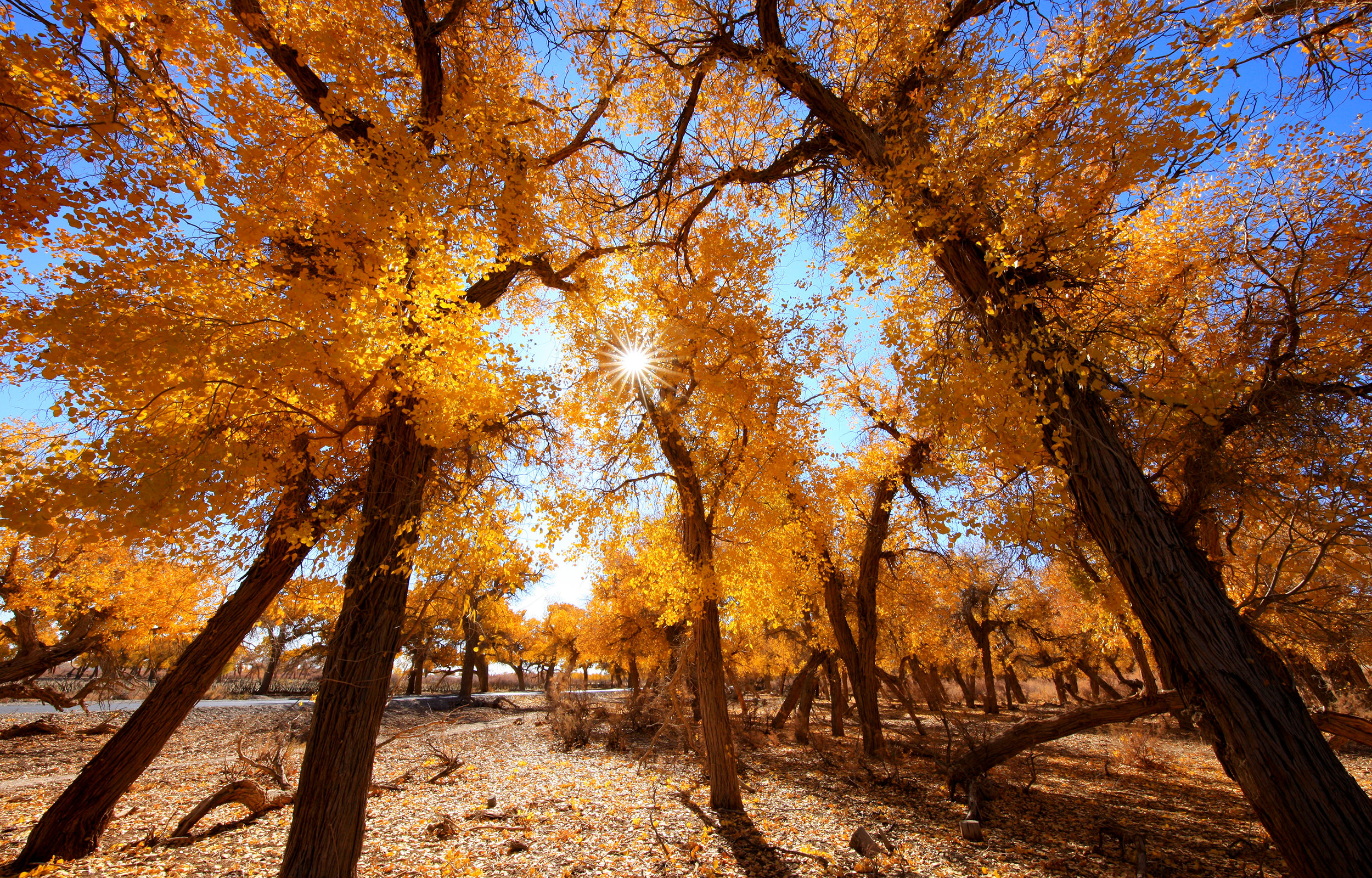 Encounter Ejina 6-Day Autumn Appreciation Tour (2-8 people group tour + one-time visit to four Populus euphratica forest secret realms + mountains, water, desert, and ancient sites)