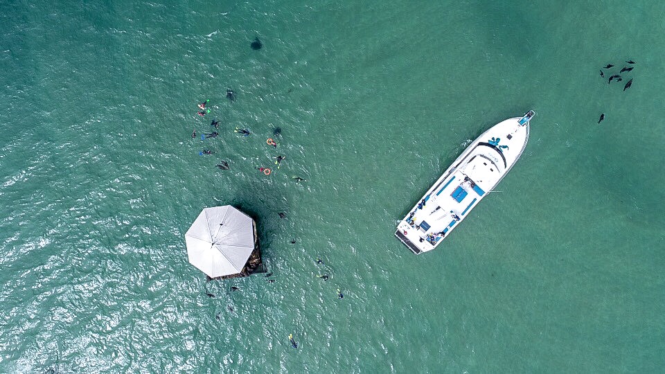 Snorkel With The Seals Experience in Mornington Peninsula