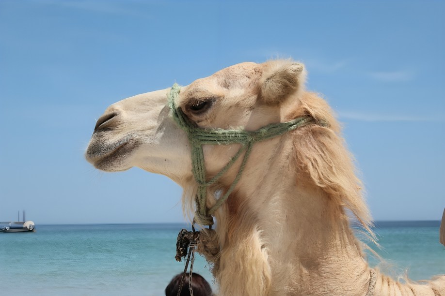 Camel trekking through the stunning desert landscape of Baja California in Los Cabos