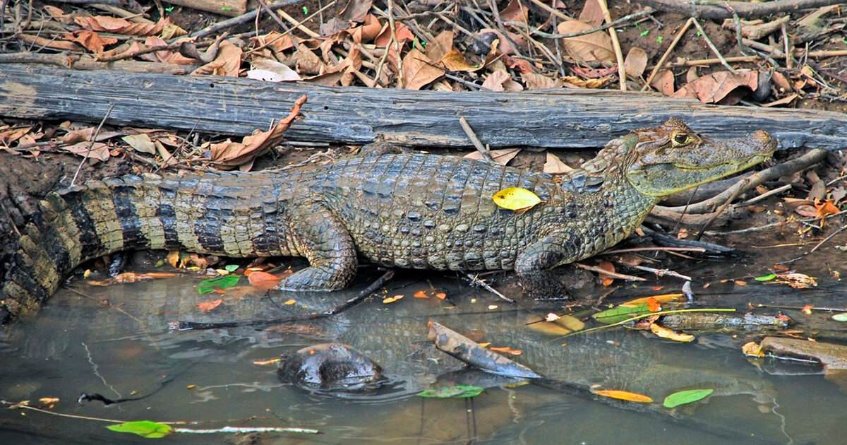 Cusco Manu Jungle 5-Day Small Group Adventure Tour