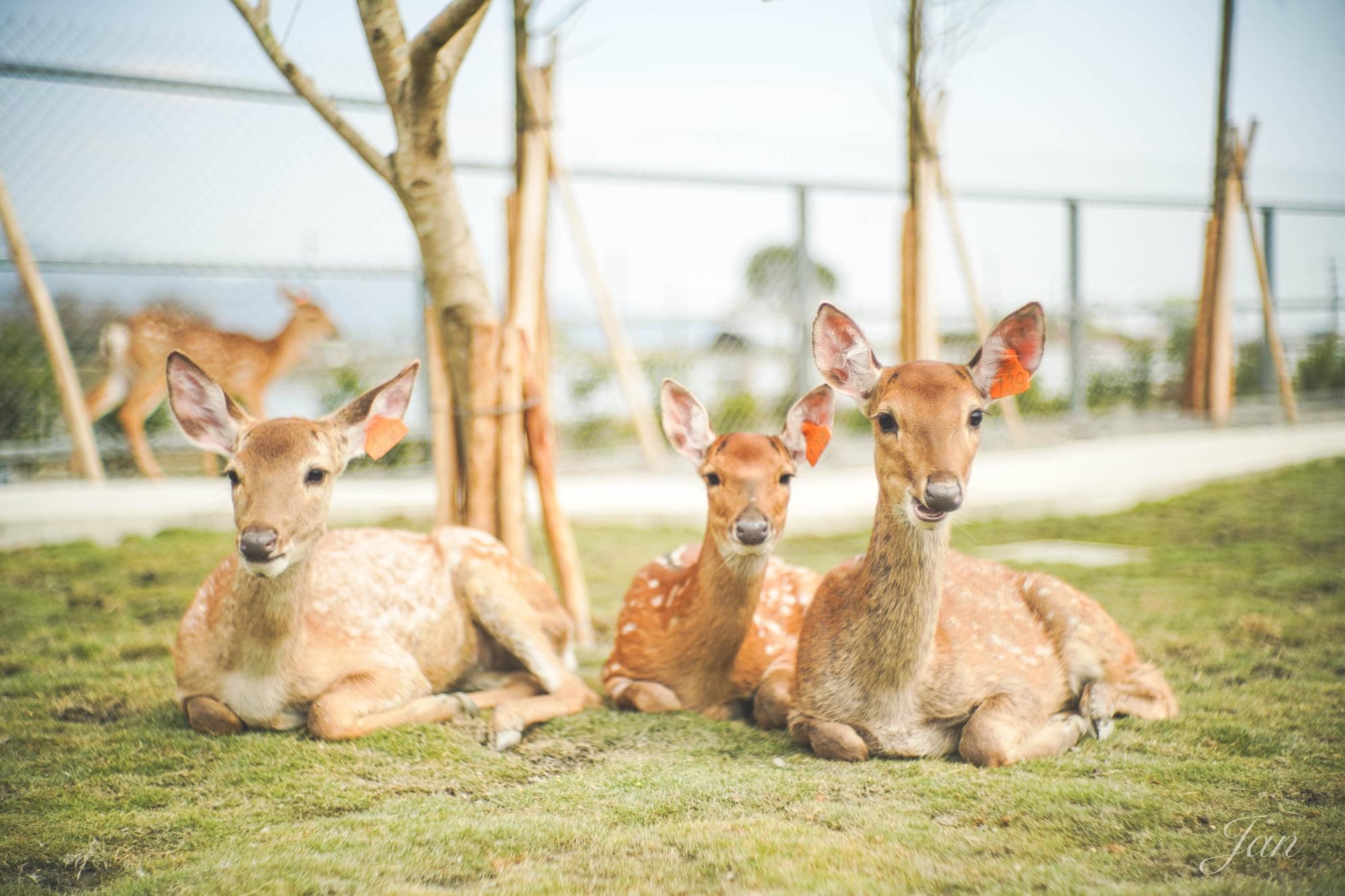 Yilan: Xingbao Onion Experience Farm - Animal Guide & Onion Pie DIY