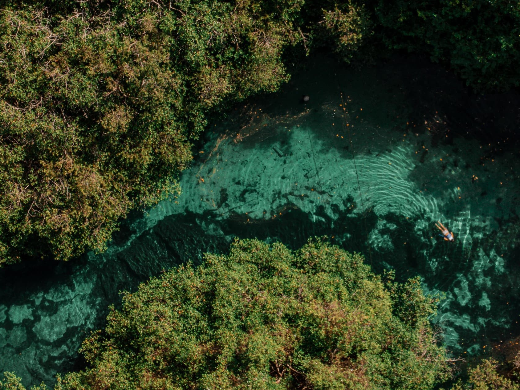 The Cenote Snorkeling Experience in Tulum
