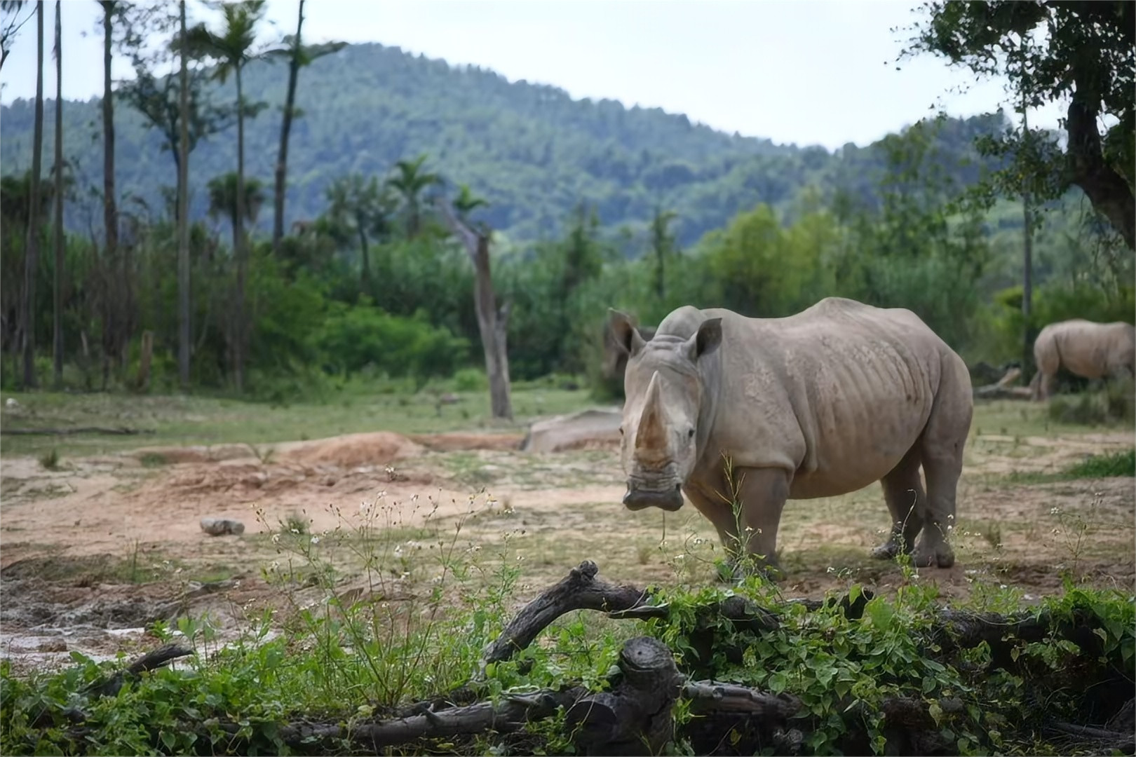 憨憨的犀牛 憨憨的犀牛