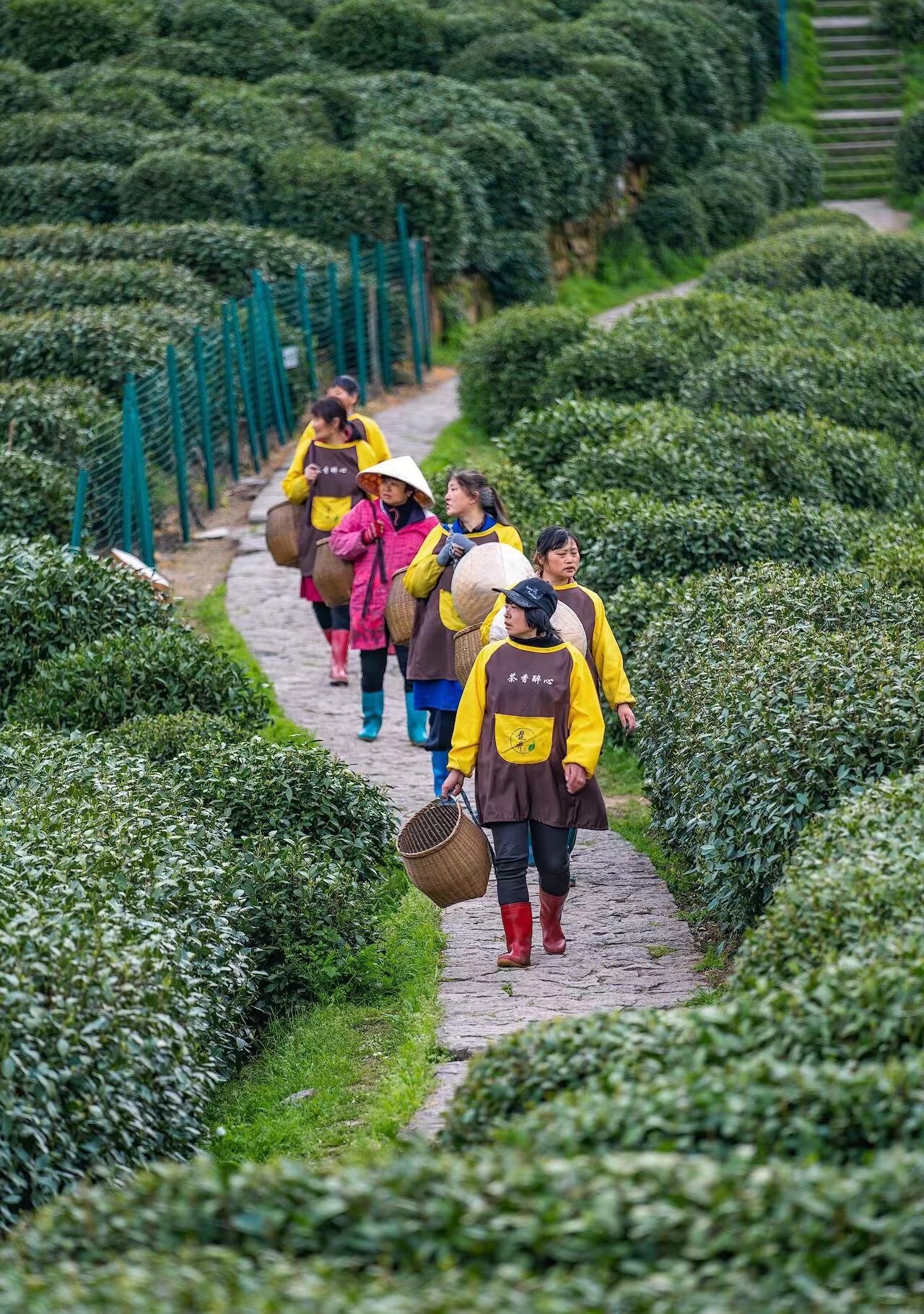 龍井村採茶+炒茶+品茶之旅+人工導覽服務