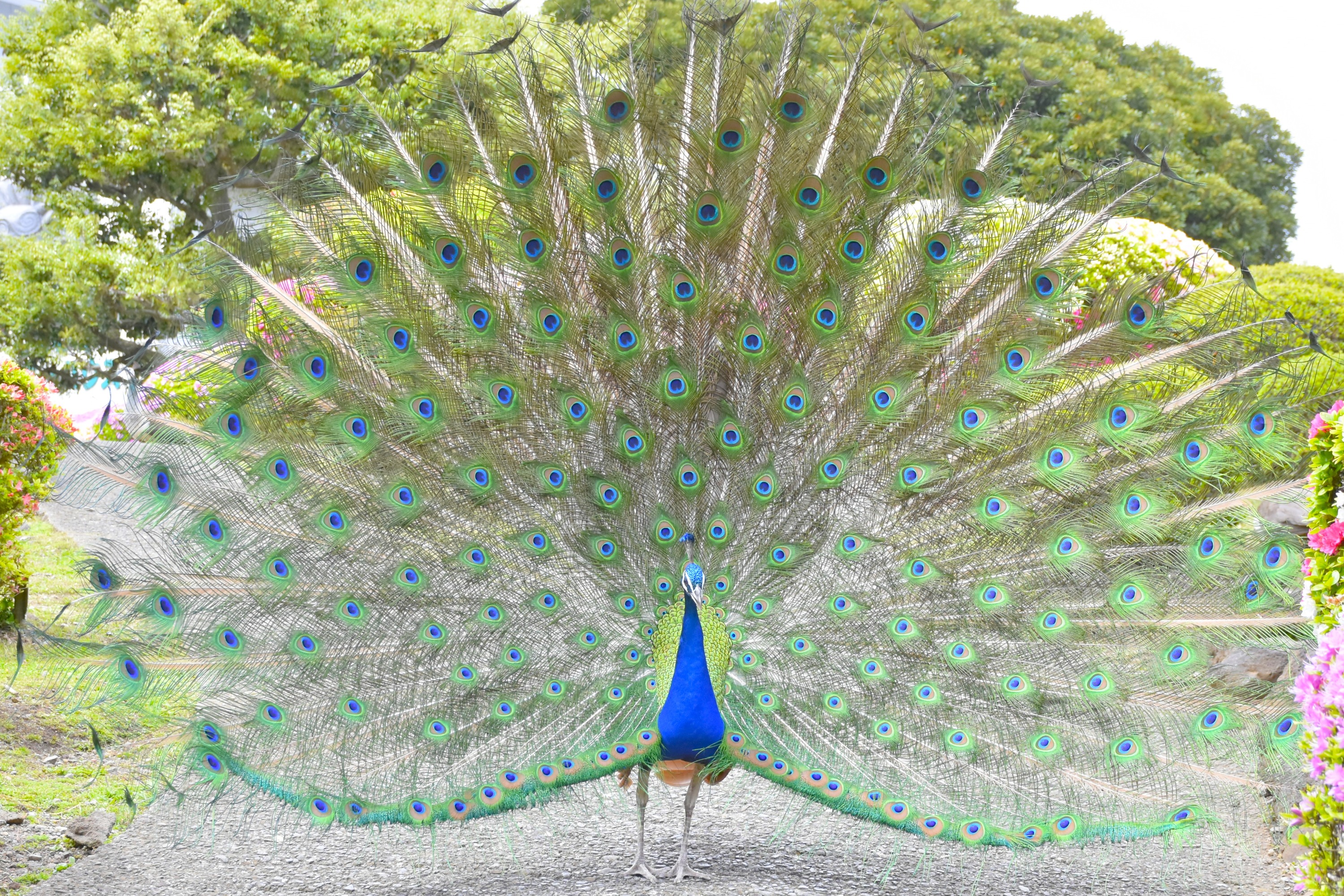 伊豆仙人掌動物園門票
