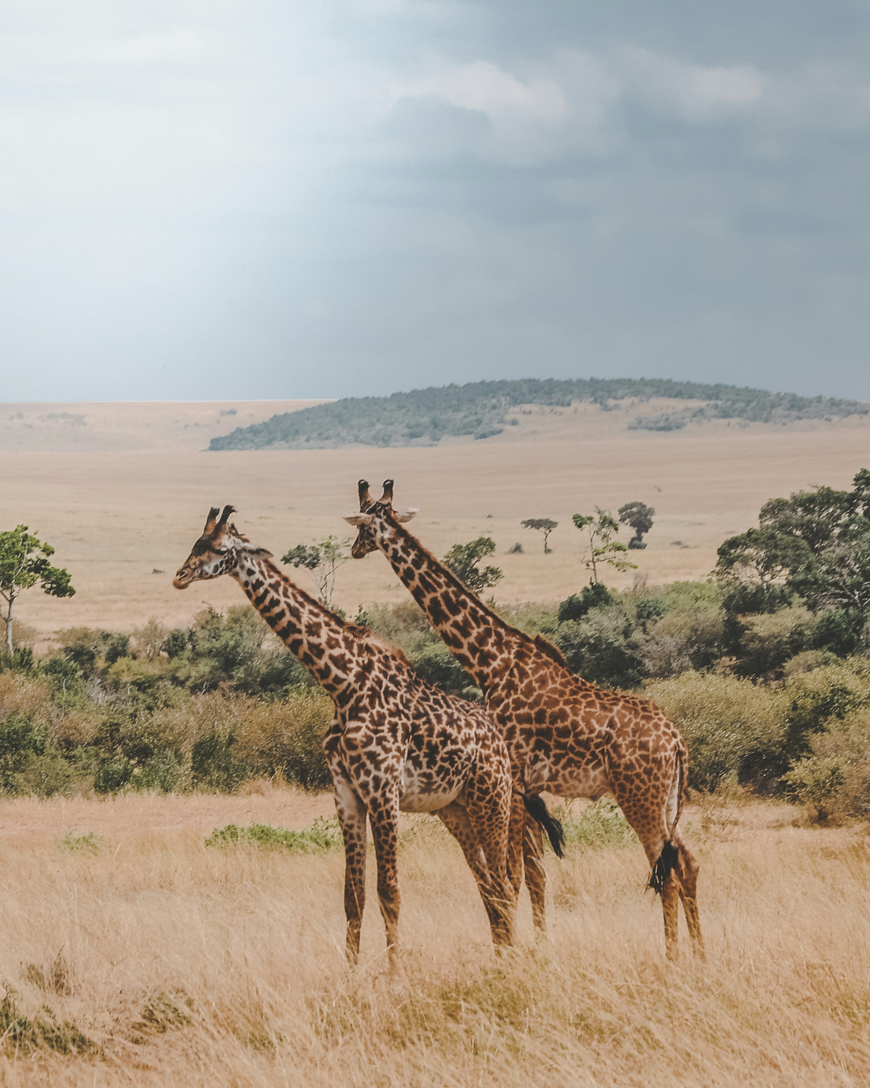 Serengeti national park & Ngorongoro Crater Multi-day Wildlife & Nature Tour