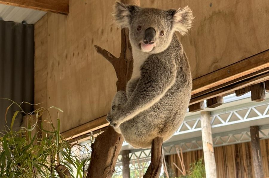 koala