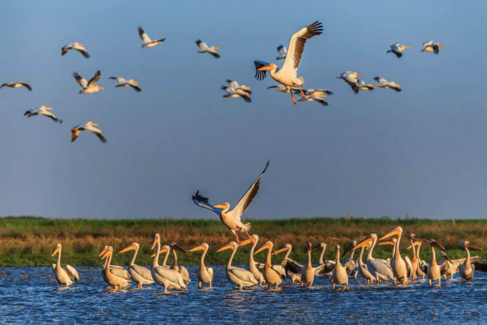 Bucharest Danube Delta Full-Day Nature Exploration