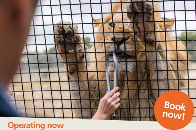 阿德萊德莫納託野生動物園360度觀獅體驗