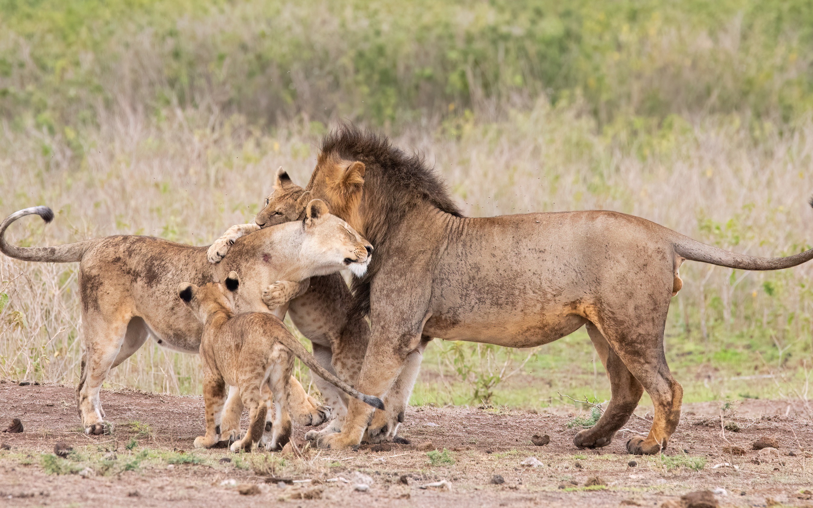 Lake Nakuru Safari and Lake Naivasha Boat Ride from Nairobi