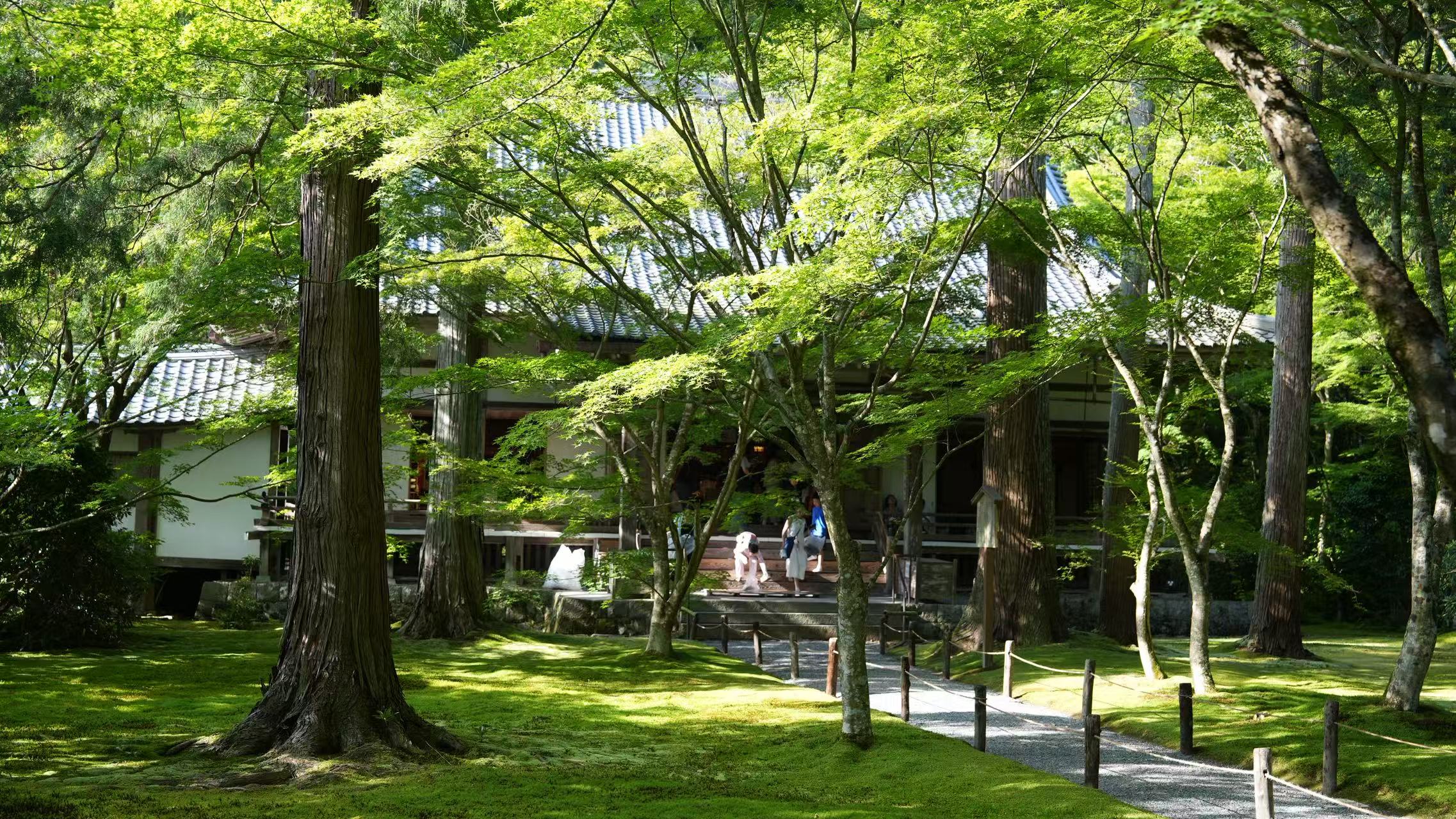 Kyoto: Arashiyama Bamboo Grove, Kinkaku-ji Temple, and Kifune Shrine Day Tour