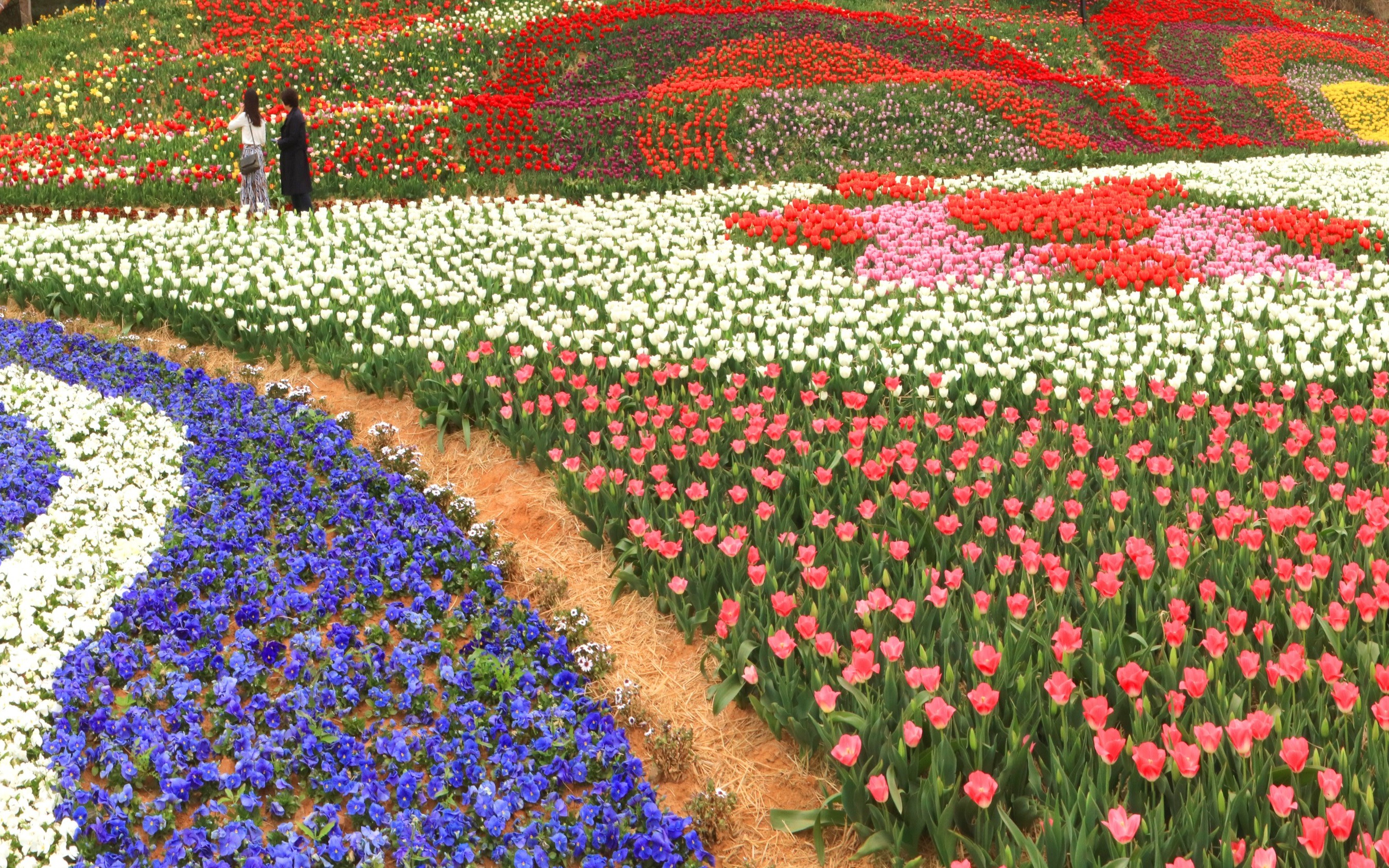 Taean Tulip Festival and Sudeoksa Temple from Seoul