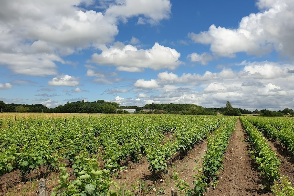 Wine Tasting Day Tour to Loire Valley from Paris with Lunch