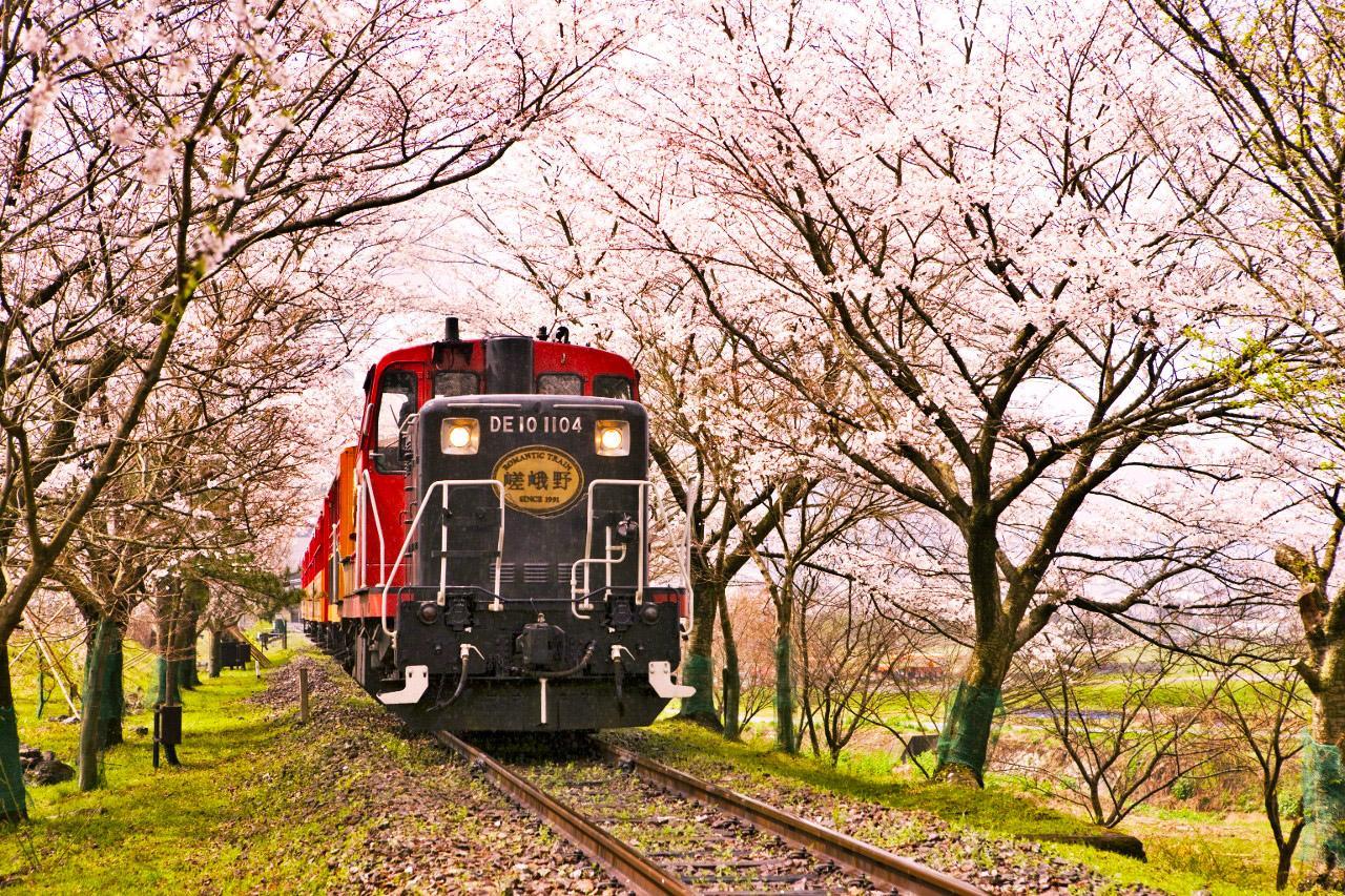 京都奈良嵐山一日遊|奈良公園喂小鹿 伏見稻荷千本鳥居 嵐山竹林小徑（大阪出發， 京都或大阪下車）