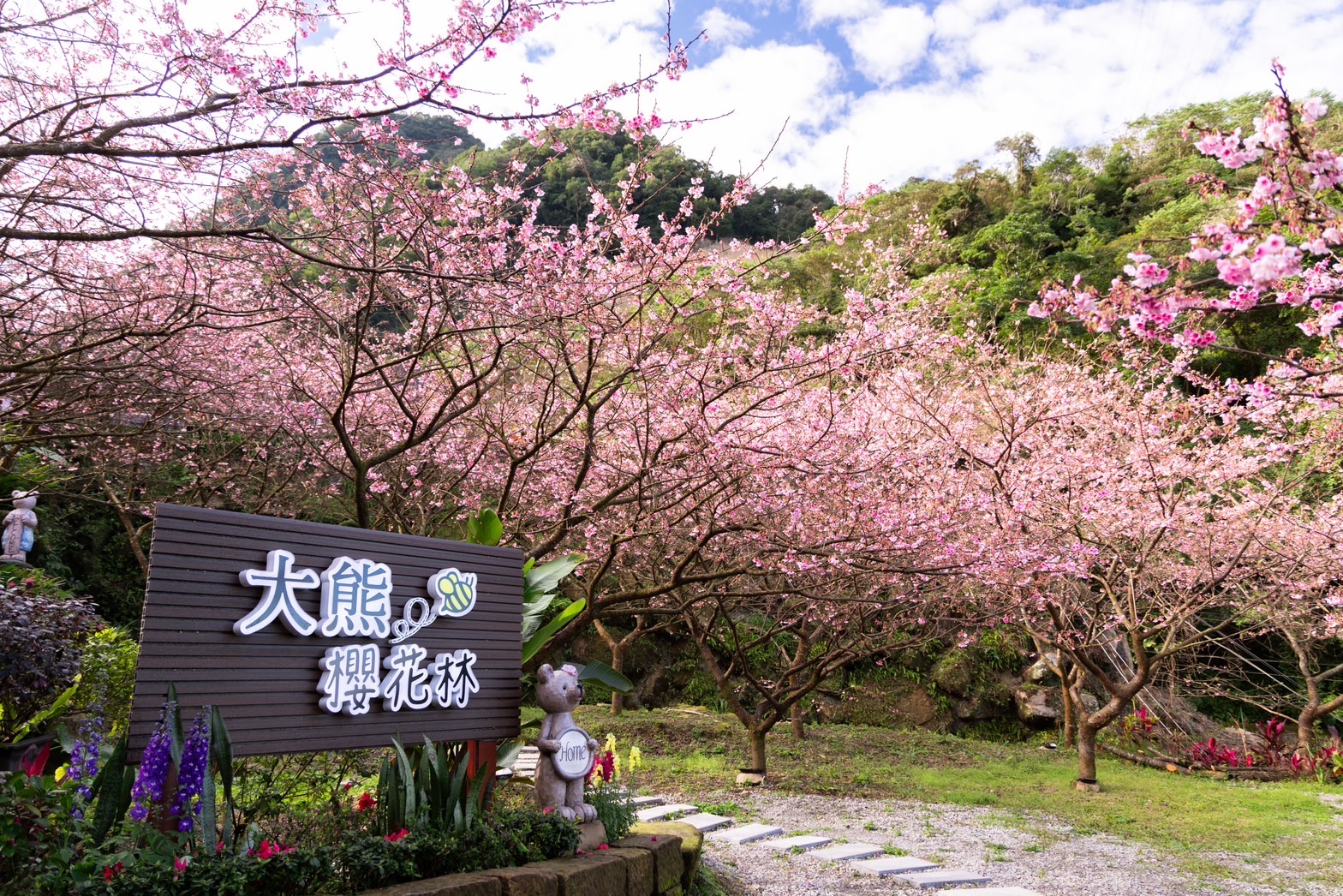 Three Gorges Big Bear Cherry Blossom Forest