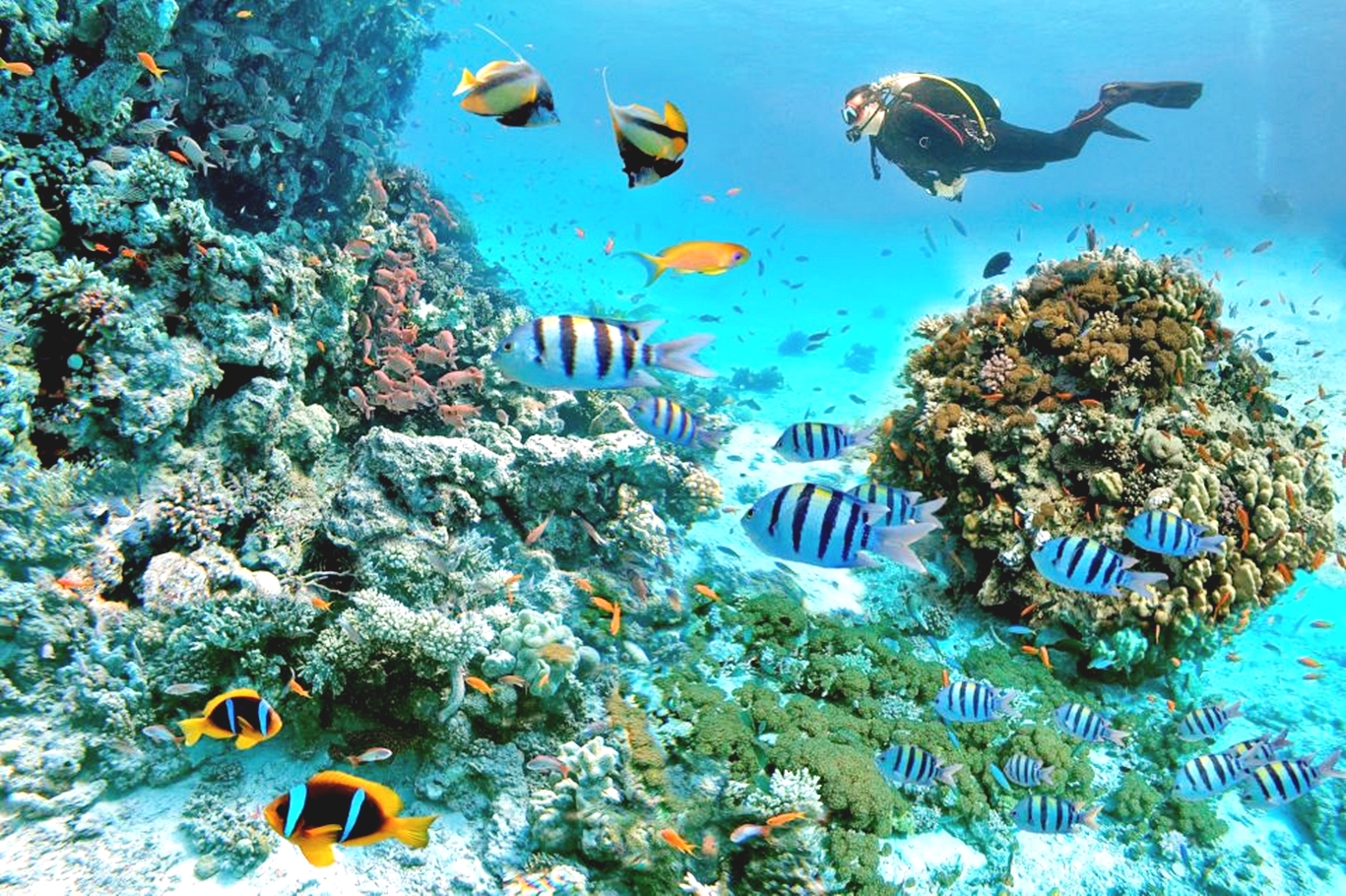 從馬卡迪灣出發：潛水 & 浮潛游船之旅（含午餐）