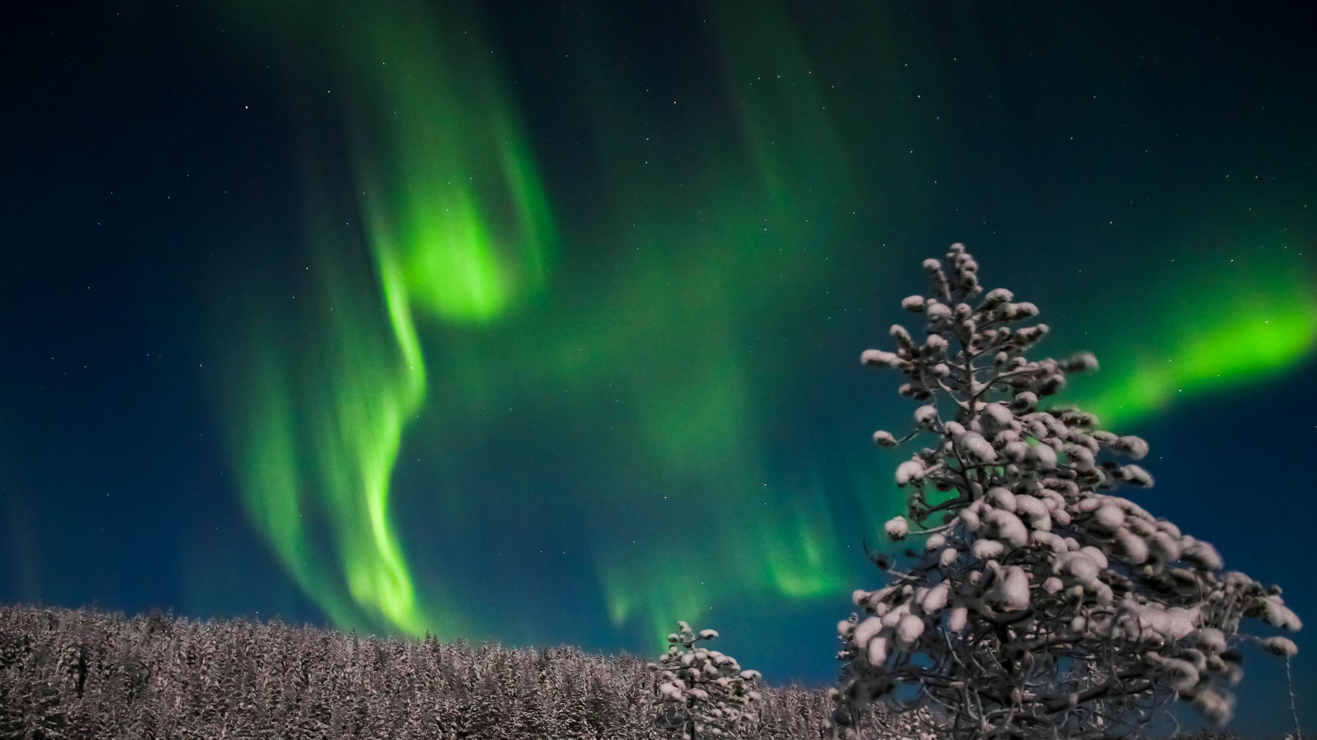 Vivid green auroras illuminate the Arctic sky, casting a magical glow over snowy landscapes