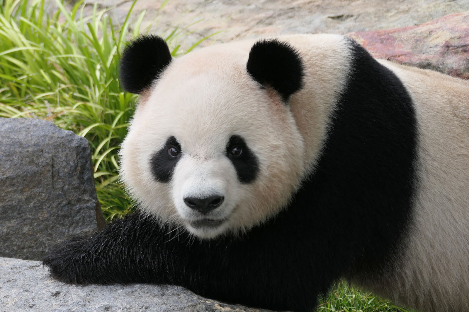 panda bear adelaide zoo