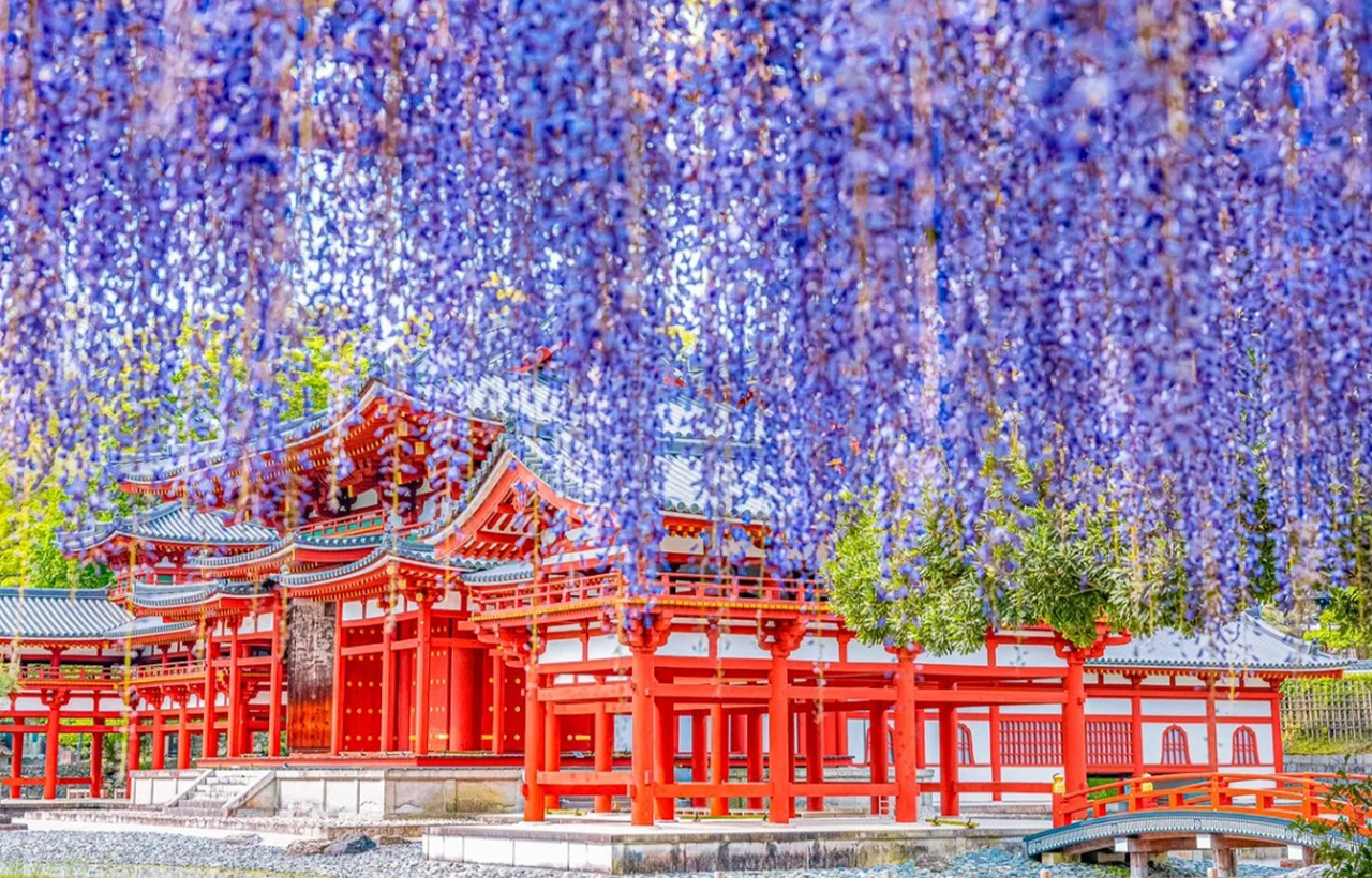 紫藤如瀑布般垂落,輕柔點綴在鮮紅的平等院前。古寺映在清新綠意中,色彩夢幻唯美,彷彿走進一幅春日畫卷。(季節限定) 紫藤如瀑布般垂落,輕柔點綴在鮮紅的平等院前。古寺映在清新綠意中,色彩夢幻唯美,彷彿走進一幅春日畫卷。(季節限定)