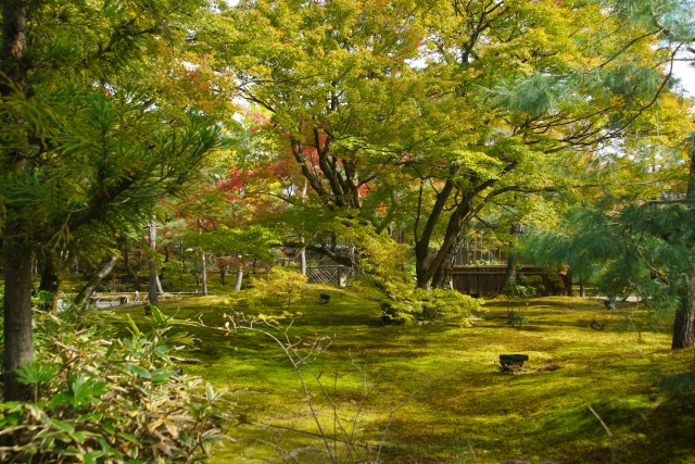 In the gardens of Hogon-in Temple, the moss and green trees create a beautiful contrast