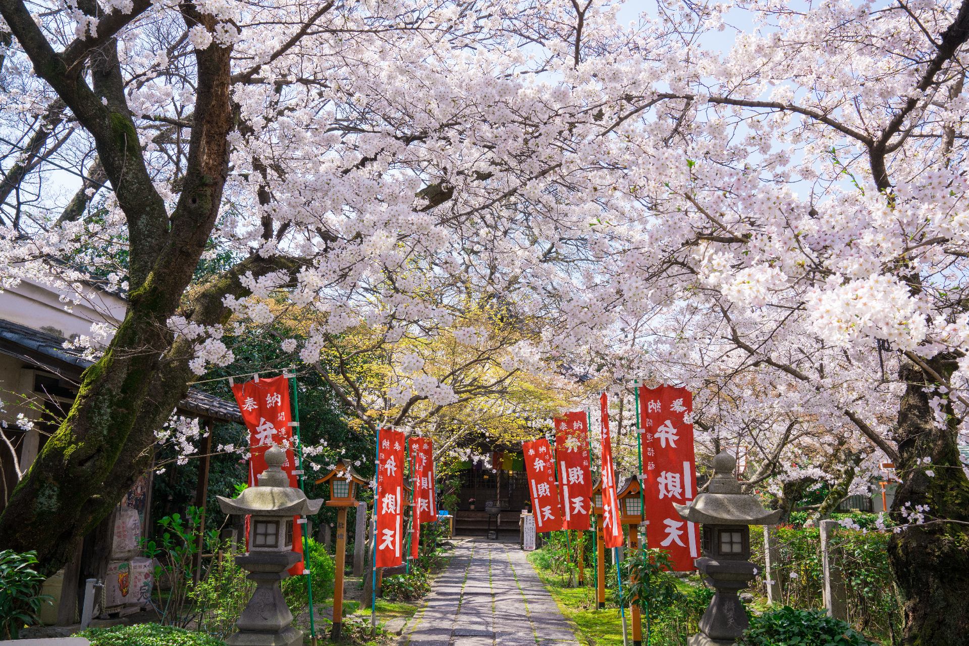 300年的古櫻正迎來盛花期~