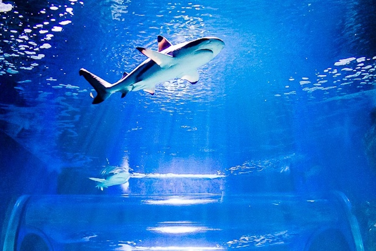 蘭薩羅特水族館門票