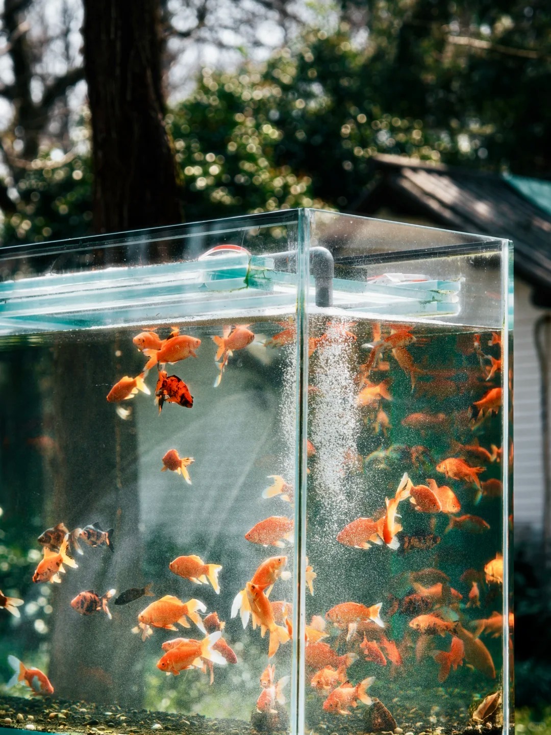 打卡麴院風荷 打卡麴院風荷