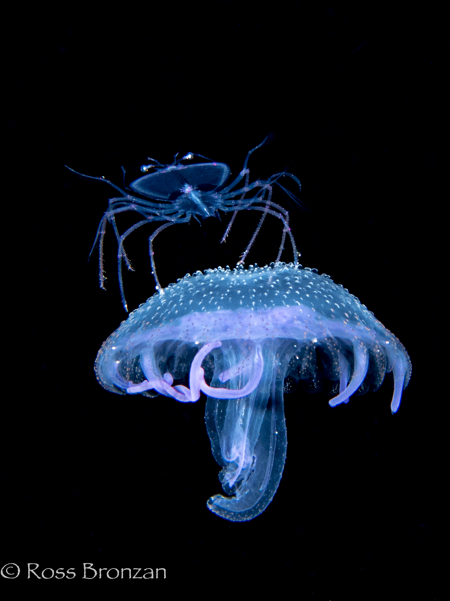 Dive Further, Dive Safer: Hawaii Nitrox eLearning with PADI 5*Center