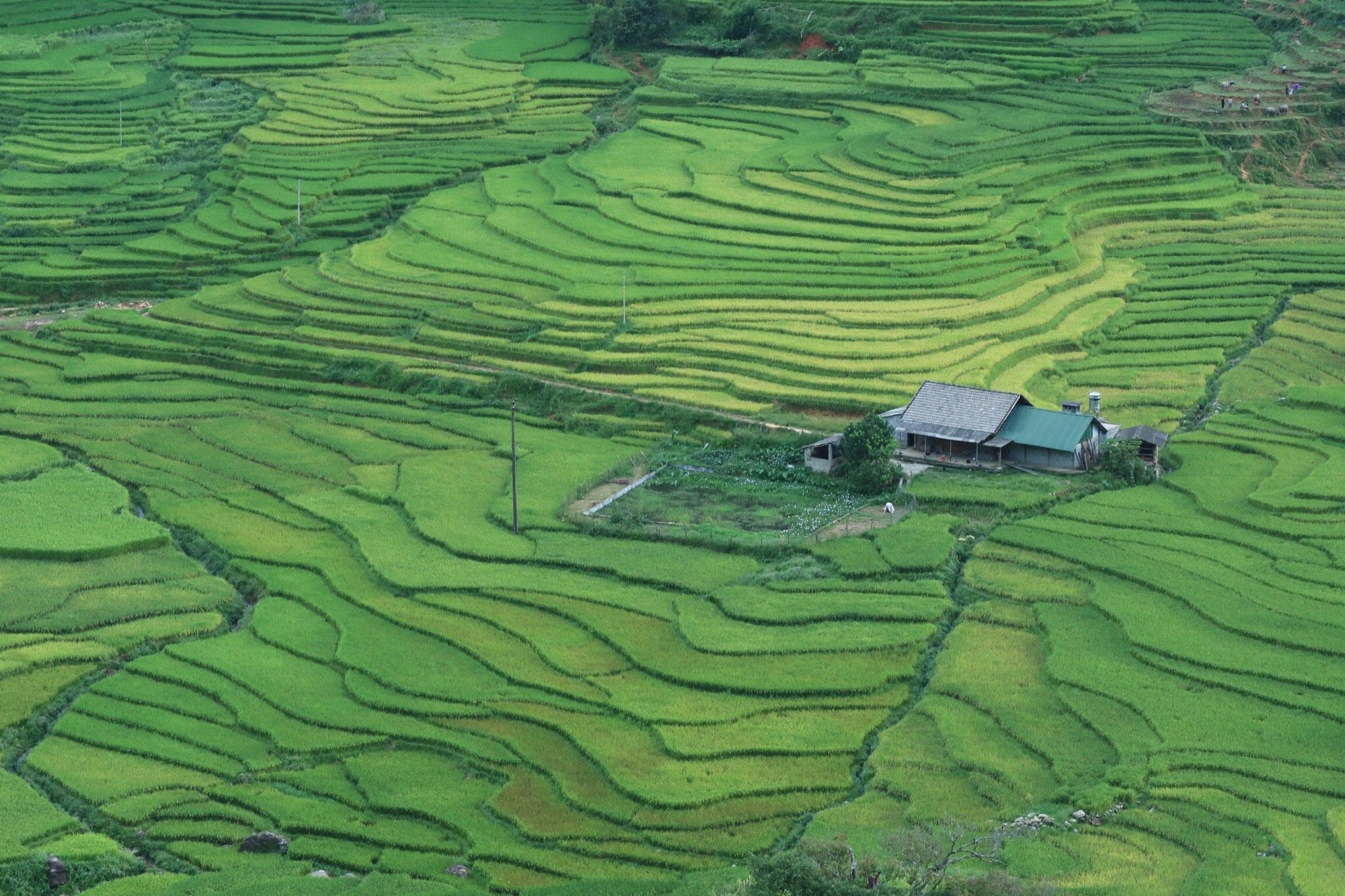 沙巴：紅瑤族草藥足浴和採葉之旅