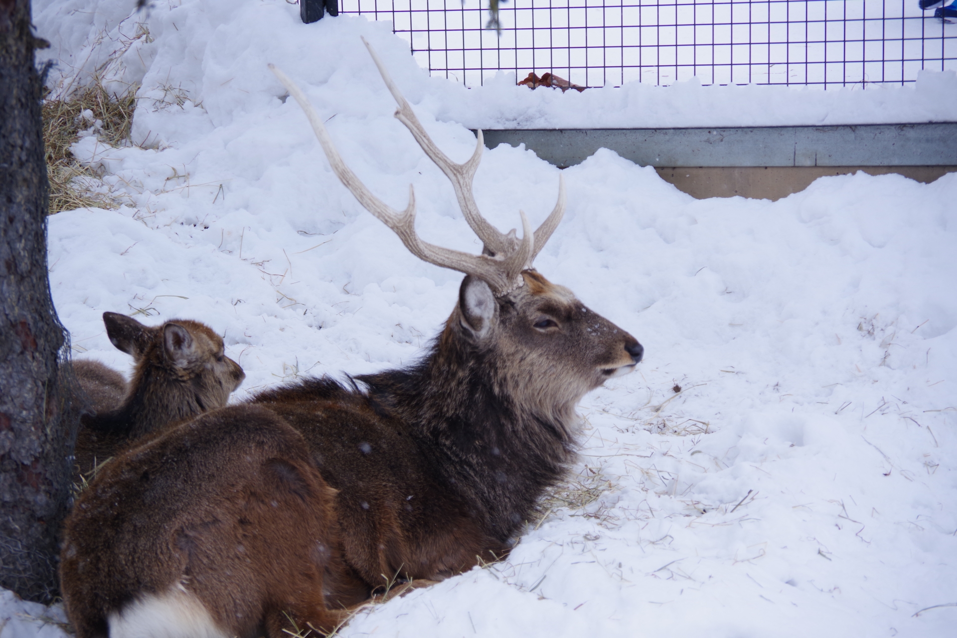 [Hokkaido] Winter Asahiyama Zoo One-day bus tour & TV Tower Ticket and ...