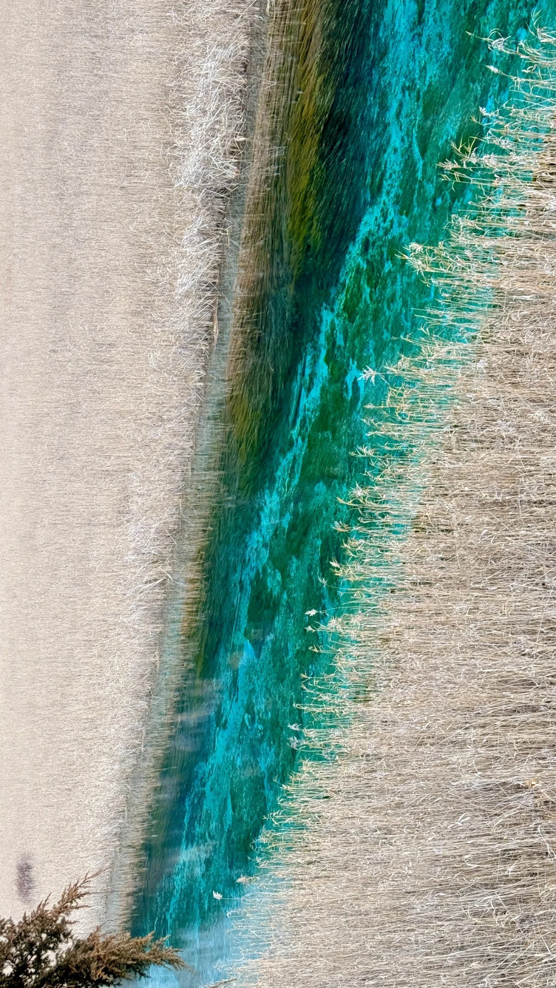 踏入九寨溝蘆葦海,仿若闖入隱匿於塵世之外的桃源仙境。一條碧綠的溪流宛如靈動的絲帶,從茂密蘆葦叢中蜿蜒穿過,與周邊廣袤無垠的蘆葦蕩相映成趣 踏入九寨溝蘆葦海,仿若闖入隱匿於塵世之外的桃源仙境。一條碧綠的溪流宛如靈動的絲帶,從茂密蘆葦叢中蜿蜒穿過,與周邊廣袤無垠的蘆葦蕩相映成趣