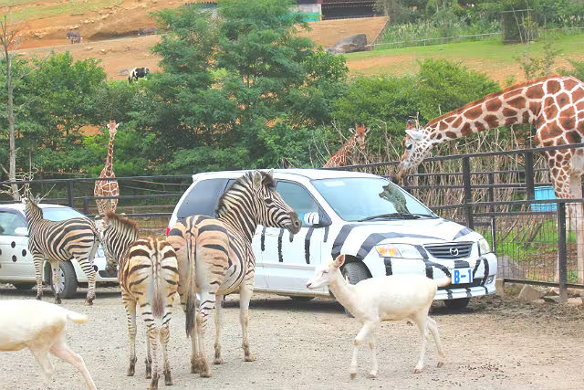 Tohoku Safaripark Admission Ticket