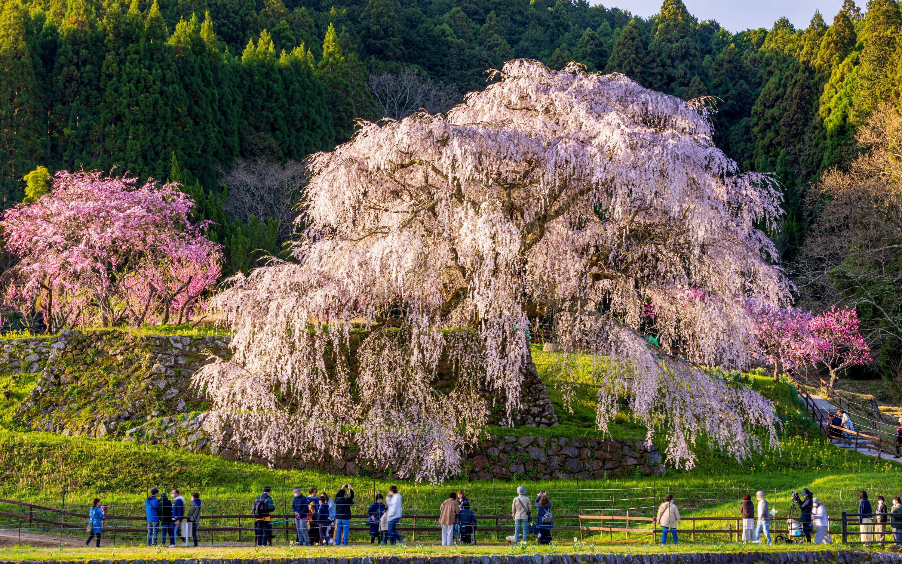 Cherry Blossom Tour From Osaka: Nara Park, Tsubosakadera & Matabei