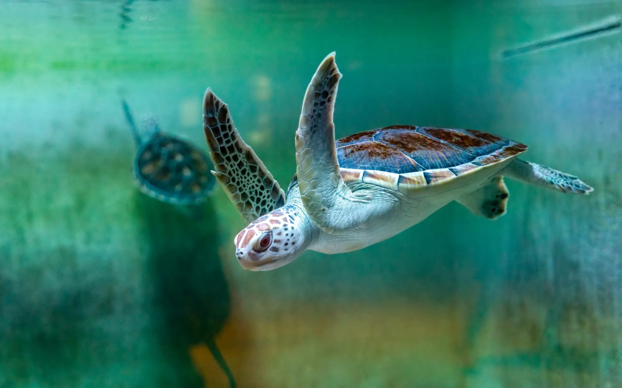 Oman Aquarium Ticket