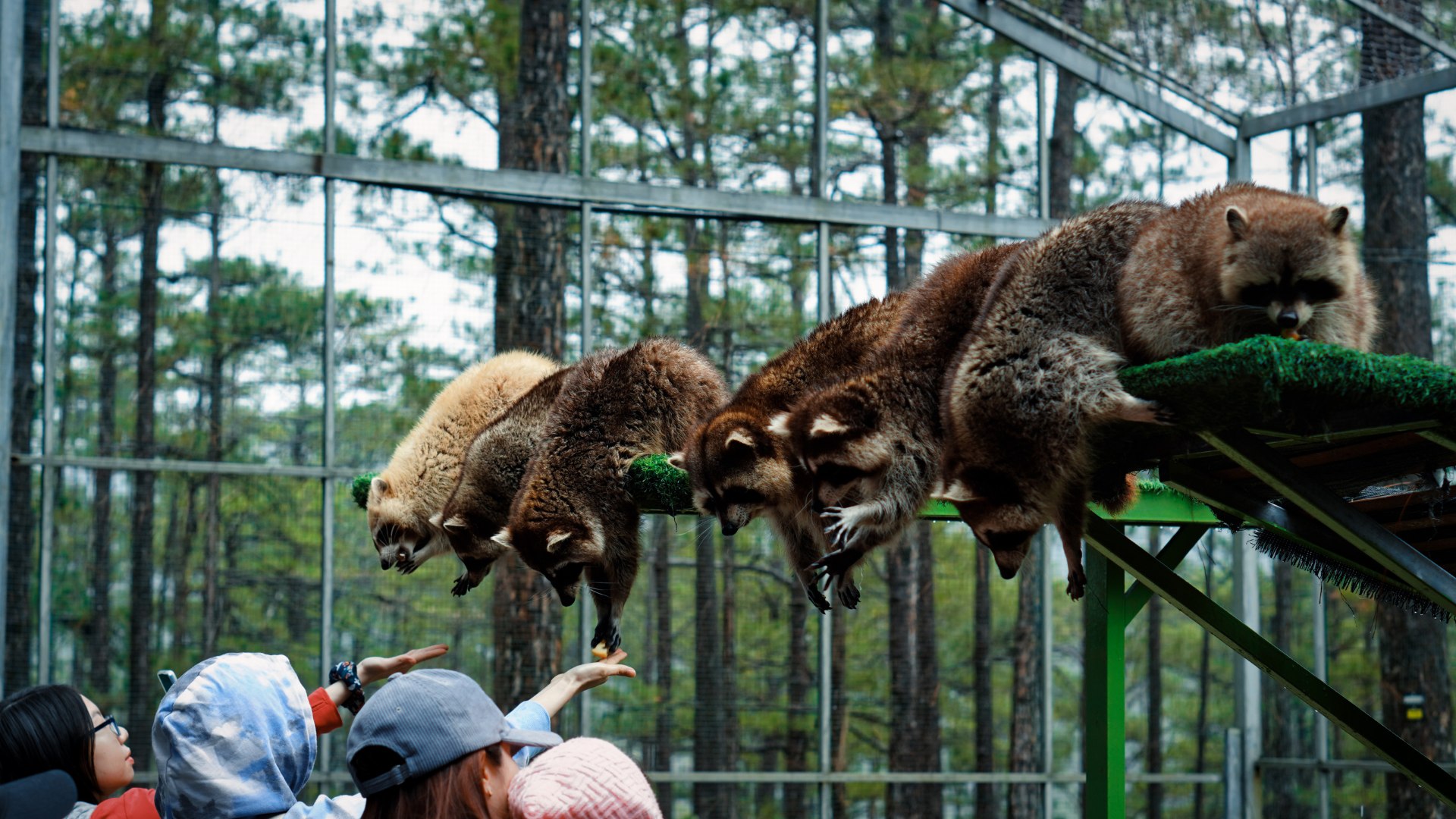 大叻 ZooDoo 動物園門票