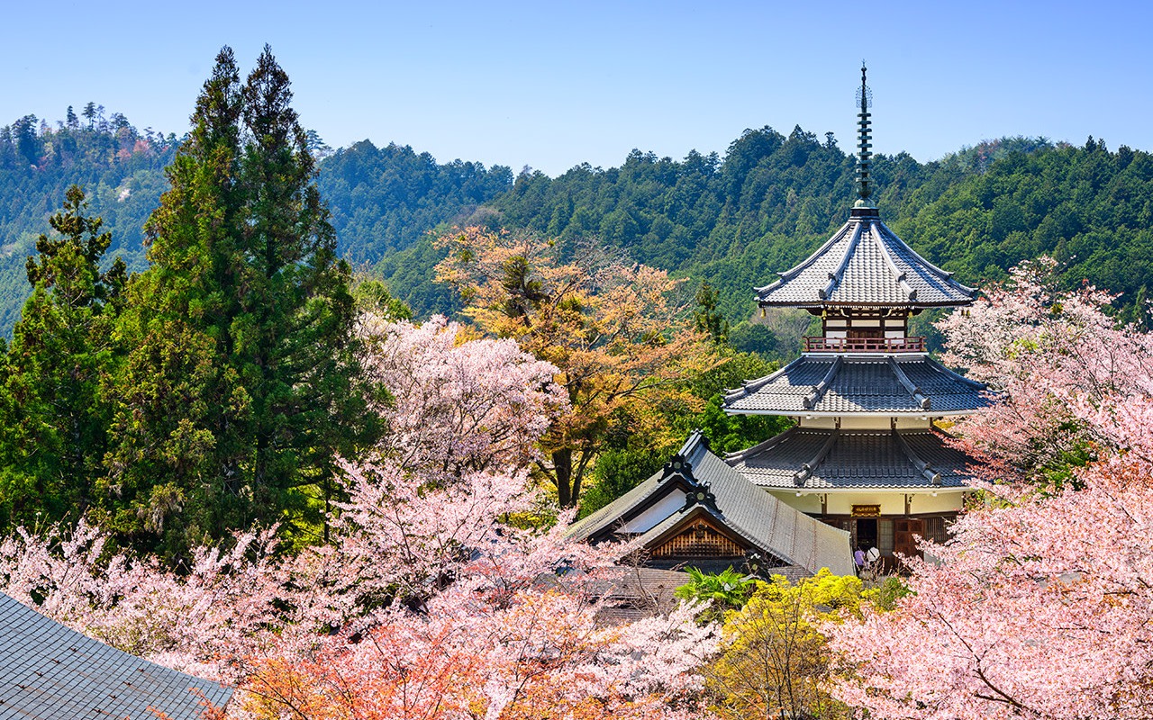 [Sakura Season Limited] Day Trip from Osaka | Nara Park Deer Interaction, Todai-ji Temple World Heritage Site, Mount Yoshino Thousand Cherry Trees | Complimentary Cherry Blossom Bell