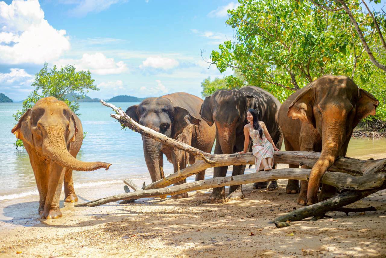 Elephant and Beach Experience at Phuket Siray Elephant Care Camp