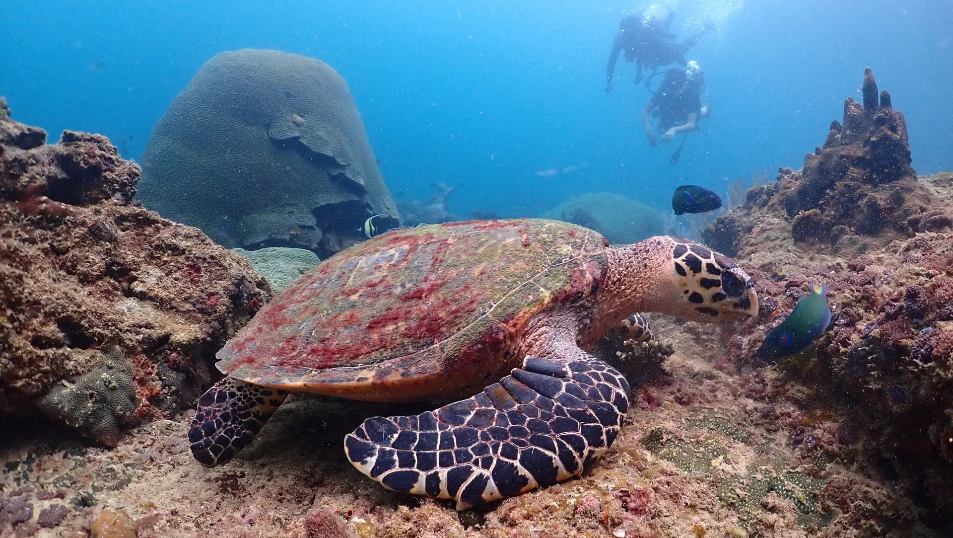 PADI Enriched Air Dive in Phi Phi Island with PADI 5 Star IDC Resort