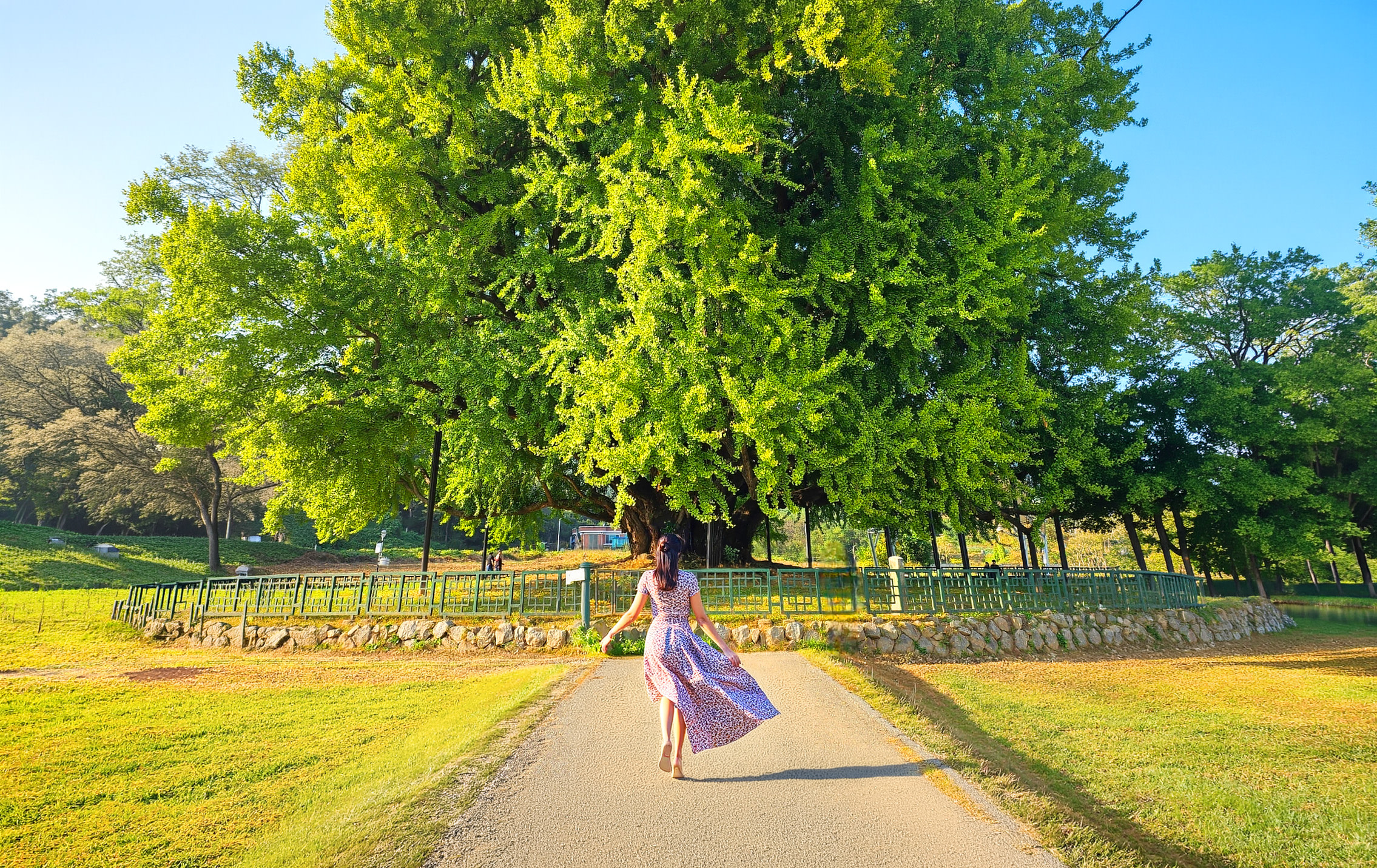 Однодневный тур к гинкго-дереву Банджери из Сеула: Вонджу и канатная дорога Согымсан